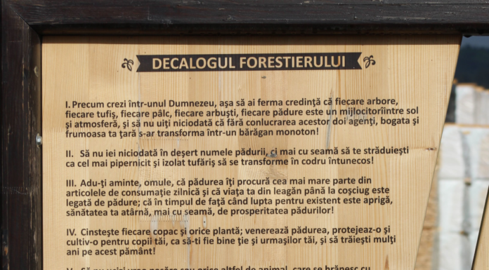 decalogul forestierului final