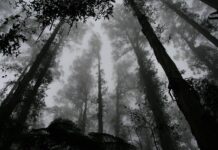 pădure-întunecată-