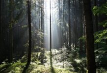 forest UE