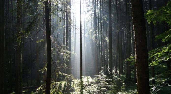 forest UE