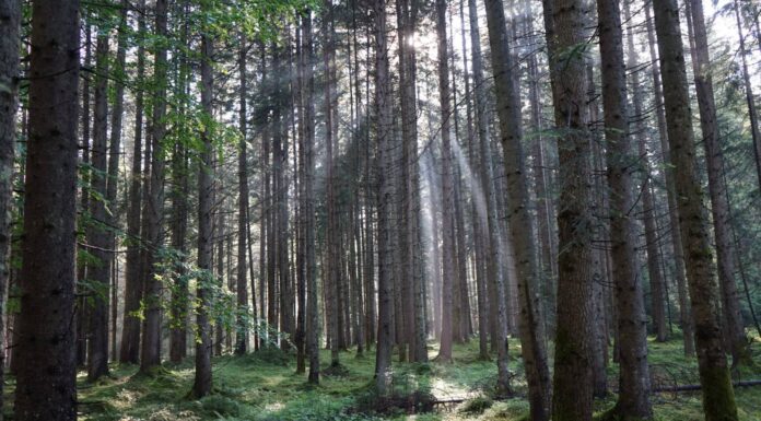 forest